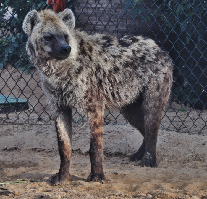 hyena
